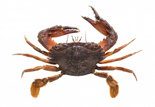 ID please on Crab